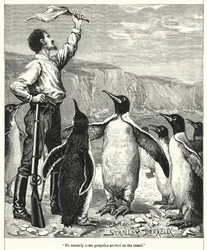 Heldigvis kom noen pingviner til øya